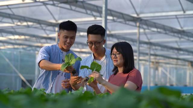 港澳青年在江門創新創業實踐——“魚菜共生項目”。