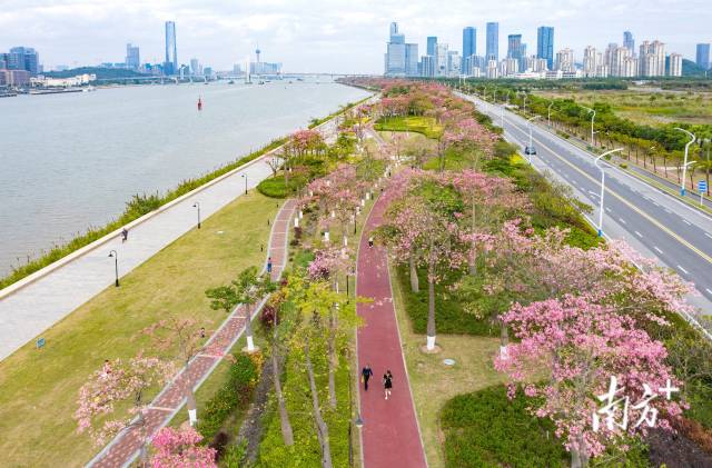 橫琴花海長廊延綿十余里，被各類花卉裝點成粉色浪漫海洋。 圖源：南方日報