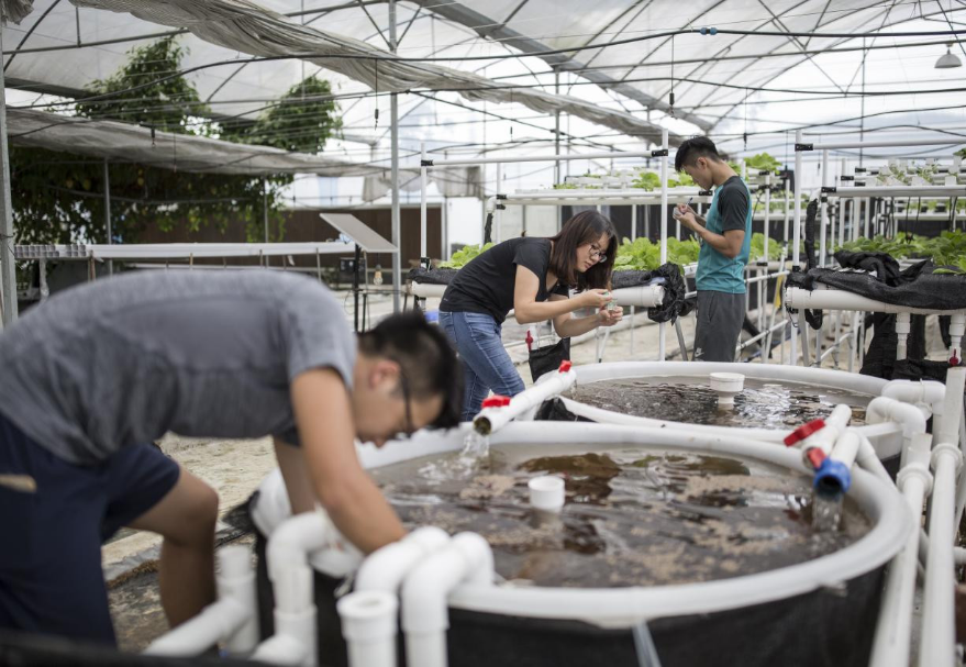 近年來大灣區不斷強化農產品穩產保供，推進現代農業轉型升級，在廣州、珠海、江門等市培育建設一批粵港澳大灣區“菜籃子”生產基地（信譽農場）。其中，江門立足農業大市，資源稟賦，在培育供港澳廣深的優質農產品供應基地的同時，奮力打造江港澳農業合作雙創孵化基地。圖為三個香港青年在江門現代農業綜合示范基地研究魚菜共生項目。
