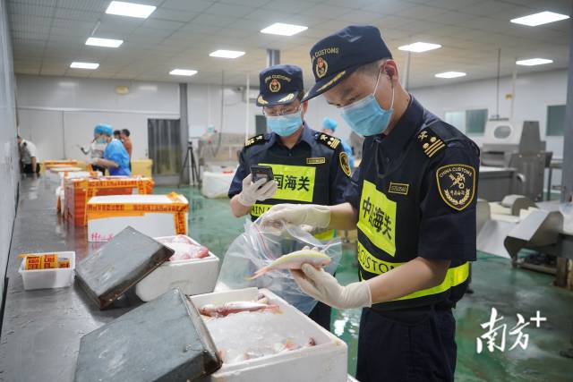 拱北海關所屬香洲海關關員對供澳冰鮮水產品開展屬地監管作業。攝影：石磊 陳永康
