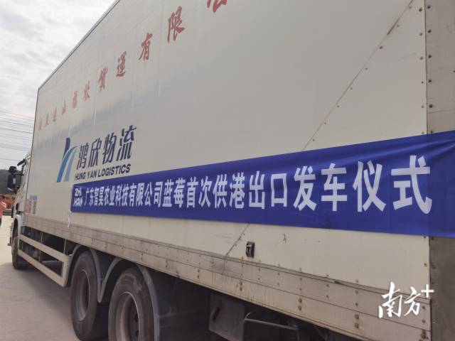 里水智昊藍莓將首次實現藍莓出口到香港。李慧君 攝