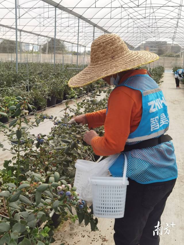 工人在現場采摘。李慧君 攝