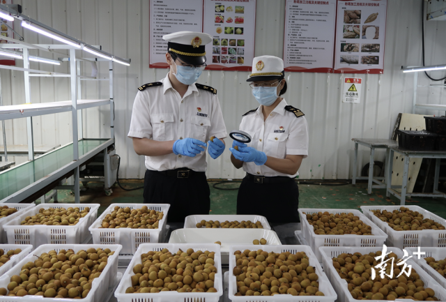 佛山海關關員對出口龍眼進行監管。