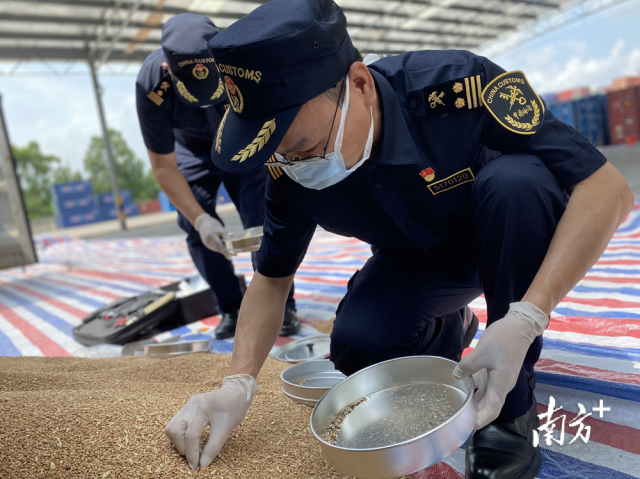 佛山海關關員對進口糧食進行現場監管。