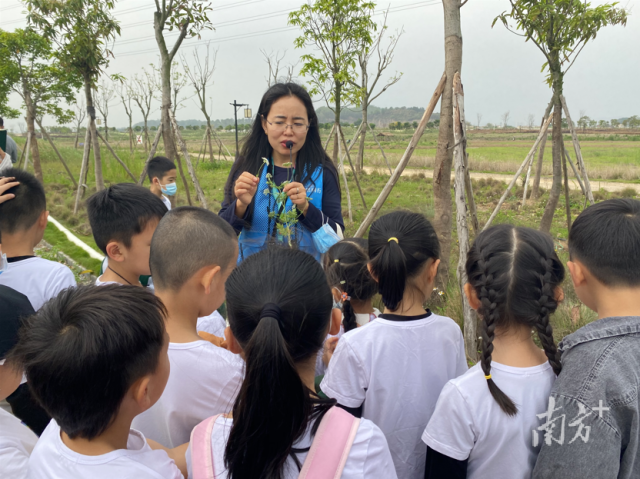 廣東中山翠亨國家濕地公園植物導賞活動。