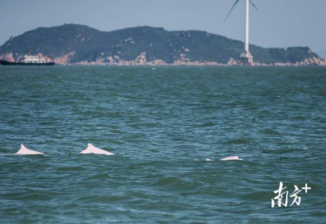 2024年11月7日，伶仃洋桂山島附近海域，三頭成年白海豚同時浮出水面。