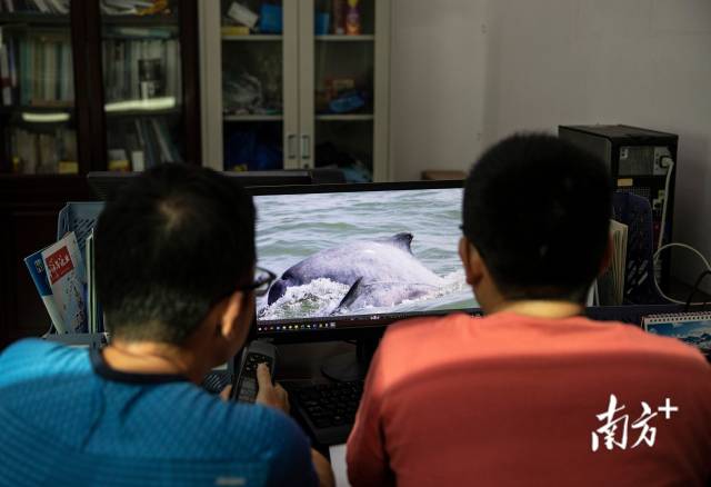2020年9月23日,珠江口中華白海豚國家級自然保護區的工作人員完成海上監測返回基地后,將當天拍攝的中華白海豚照片放入數據庫中比對。 2020年9月23日,珠江口中華白海豚國家級自然保護區的工作人員完成海上監測返回基地后,將當天拍攝的中華白海豚照片放入數據庫中比對。