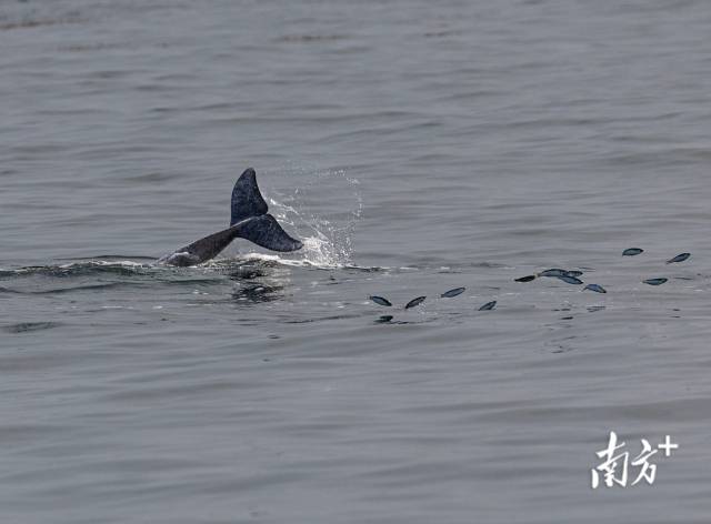 2024年3月31日，湛江雷州灣，一頭中華白海豚正在捕食，被驚起的魚兒四處逃竄。