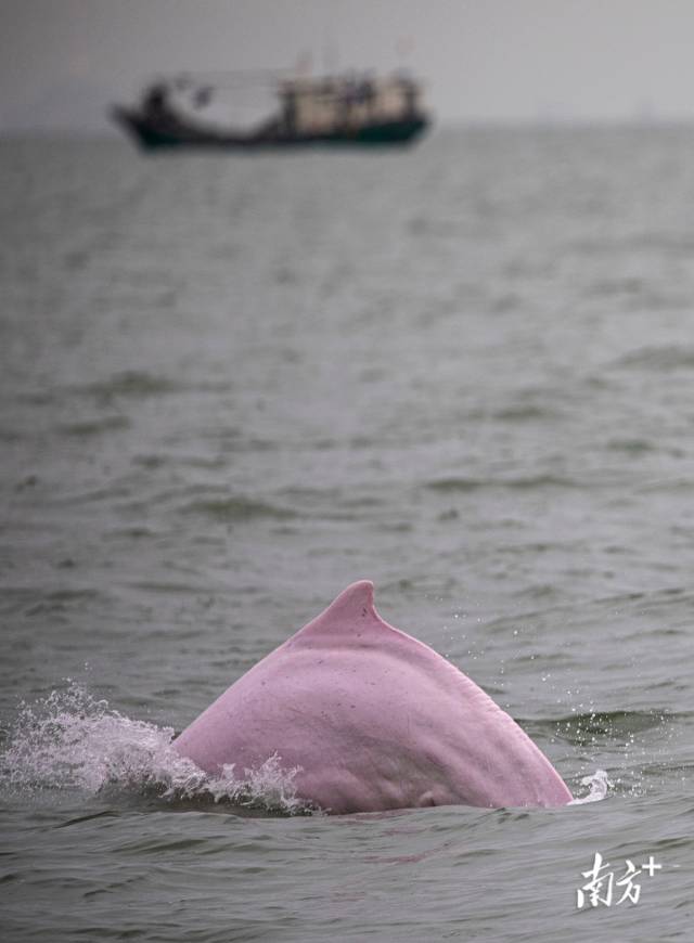 2020年9月24日,珠江口伶仃洋海域,一頭中華白海豚突然躍出水面。 2020年9月24日,珠江口伶仃洋海域,一頭中華白海豚突然躍出水面。