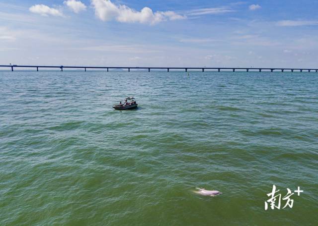 2020年9月23日,港珠澳大橋附近海域,來自珠江口中華白海豚國家級自然保護區的工作人員正對中華白海豚進行監測研究。 2020年9月23日,港珠澳大橋附近海域,來自珠江口中華白海豚國家級自然保護區的工作人員正對中華白海豚進行監測研究。