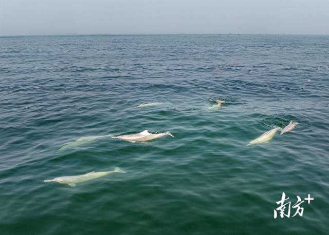 2024年3月31日,湛江雷州灣,成群的中華白海豚浮在水面上。 2024年3月31日,湛江雷州灣,成群的中華白海豚浮在水面上。