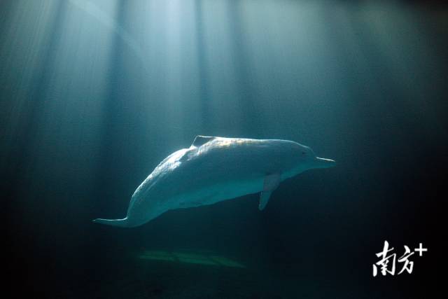 2012年7月10日,一頭中華白海豚在珠江口中華白海豚國家級自然保護區接受救治,它曾被螺旋槳打斷背鰭,后誤入佛山內河擱淺。 2012年7月10日,一頭中華白海豚在珠江口中華白海豚國家級自然保護區接受救治,它曾被螺旋槳打斷背鰭,后誤入佛山內河擱淺。