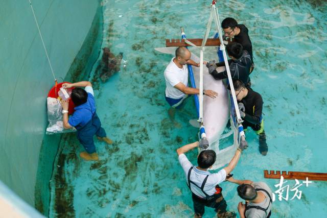 2012年7月6日,來自香港海洋公園的專家來到珠江口中華白海豚國家級自然保護區,為接受救治的“老白”檢查傷情。 2012年7月6日,來自香港海洋公園的專家來到珠江口中華白海豚國家級自然保護區,為接受救治的“老白”檢查傷情。