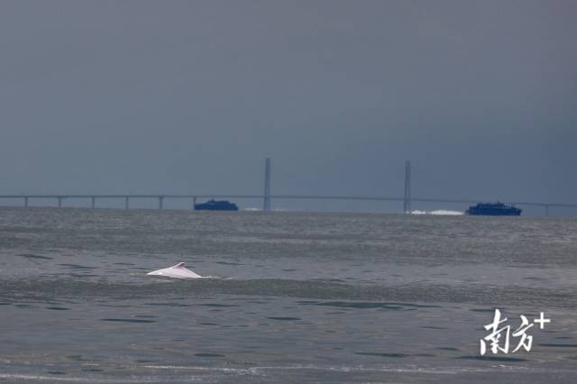 2018年8月7日,在港珠澳大橋“中國結”附近的海域,一頭中華白海豚浮出水面,身后是繁忙的船只航線。 2018年8月7日,在港珠澳大橋“中國結”附近的海域,一頭中華白海豚浮出水面,身后是繁忙的船只航線。