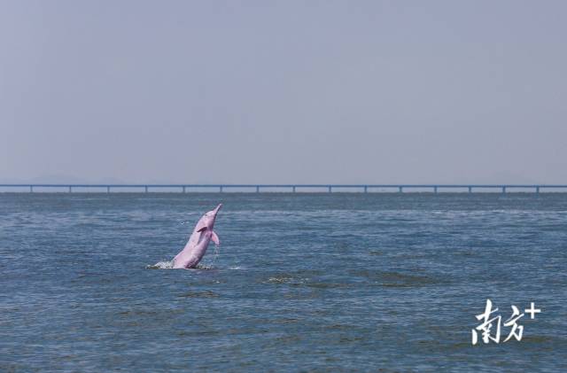 2018年8月7日，珠江口伶仃洋海域，一頭成年中華白海豚突然躍出海面，后面是即將通車的港珠澳大橋。
