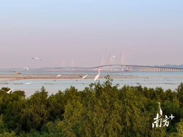 黃茅海跨海通道江門一側，鷺鳥成群結對在此嬉戲，與遠處的大橋相映成趣 。