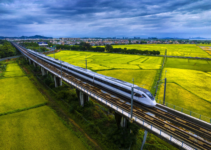 高鐵穿行在廣東中山鄉(xiāng)村金色稻田之上（2023年6月4日攝，無(wú)人機(jī)照片）。新華社發(fā)（張鑒來(lái) 攝）