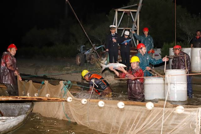 海關關員對供澳活魚進行屬地查檢。通訊員 黃妙雙 攝