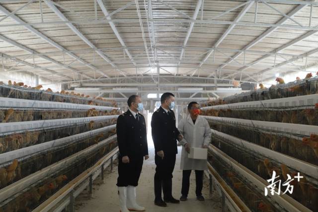 江門海關關員到供澳冰鮮禽養殖企業調研。