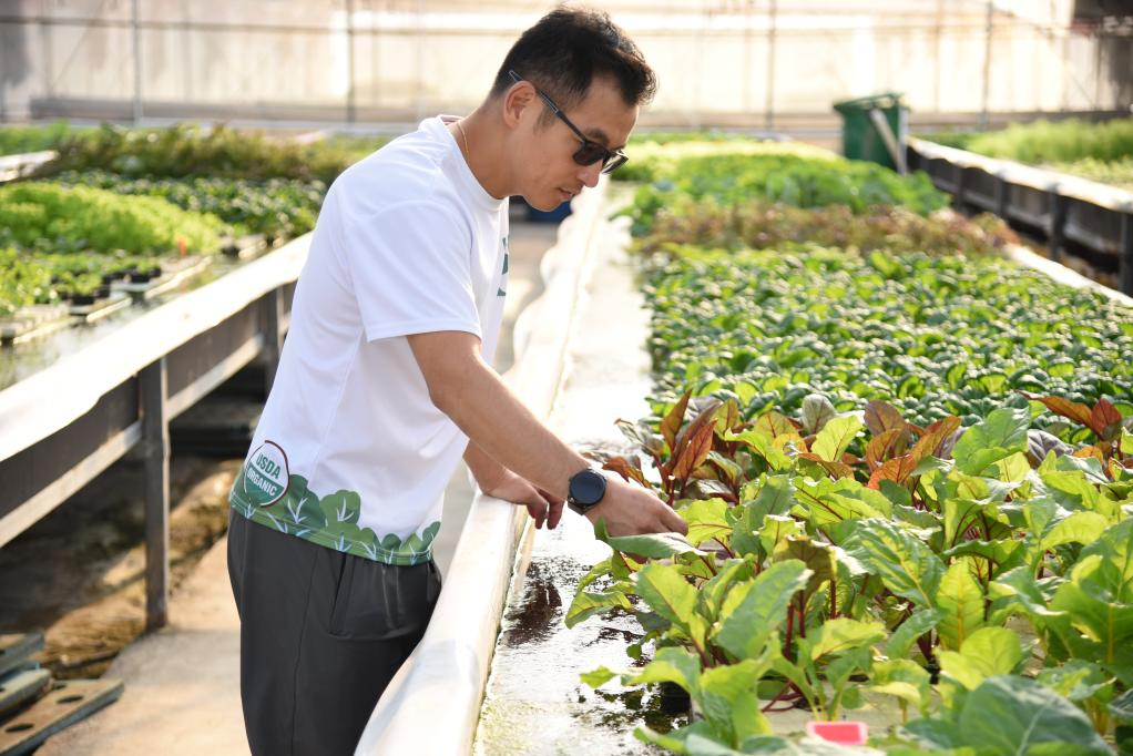  11月28日，孫振鴻在農場內查看蔬菜的生長情況。新華社記者 洪澤華 攝