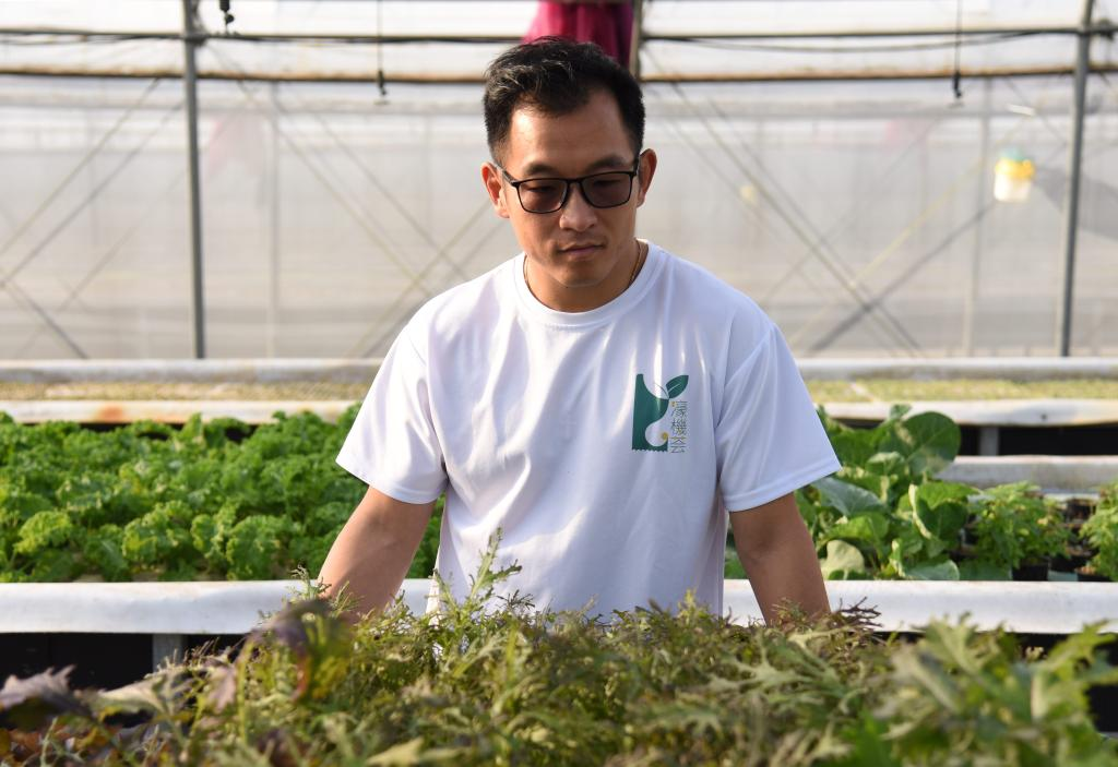  11月28日，孫振鴻在農場內查看蔬菜的生長情況。新華社記者 洪澤華 攝