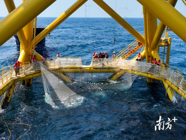 2023年,廣東海水魚類苗種產(chǎn)量67.71億尾、占全國超50%,累計(jì)培育國審水產(chǎn)新品種43個(gè)。其中,海水新品種18個(gè),數(shù)量全國領(lǐng)先。 2023年,廣東海水魚類苗種產(chǎn)量67.71億尾、占全國超50%,累計(jì)培育國審水產(chǎn)新品種43個(gè)。其中,海水新品種18個(gè),數(shù)量全國領(lǐng)先。