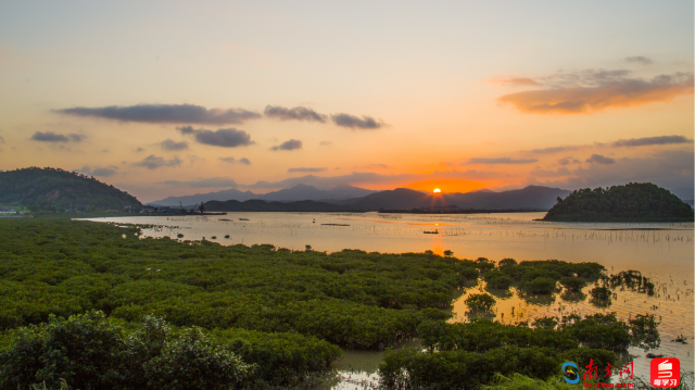 廣東恩平鎮海灣紅樹林省重要濕地(通訊員供圖) 廣東恩平鎮海灣紅樹林省重要濕地(通訊員供圖)