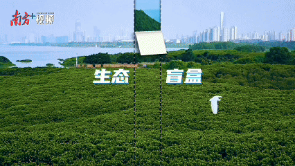 內伶仃島