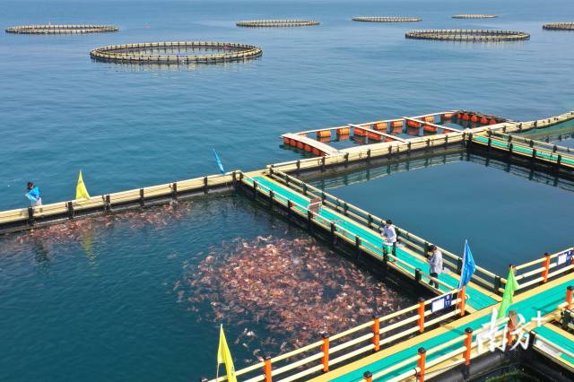 惠東縣圣告島下，現代化的“海洋牧場”成為現代漁業轉型及開發海洋經濟的探路者。南方+ 王昌輝 拍攝