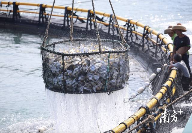 海洋牧場捕撈現場
