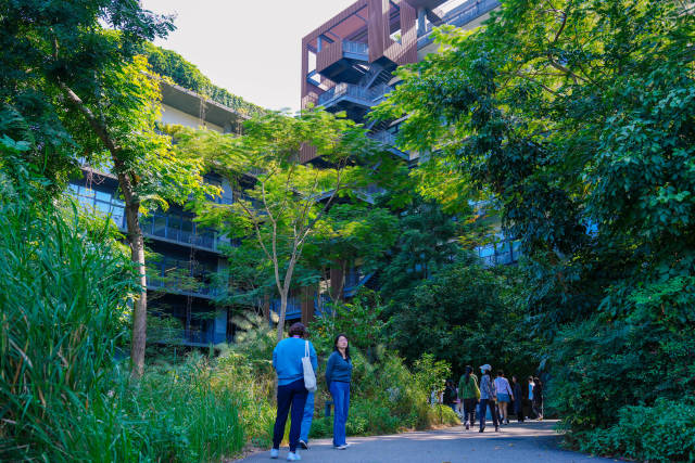 深圳市寶安區泰華梧桐島寫字樓外墻有青藤環繞。來源：新華社