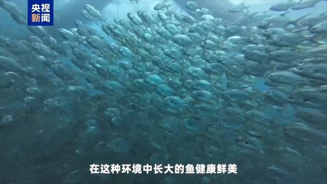 海水魚類養殖
