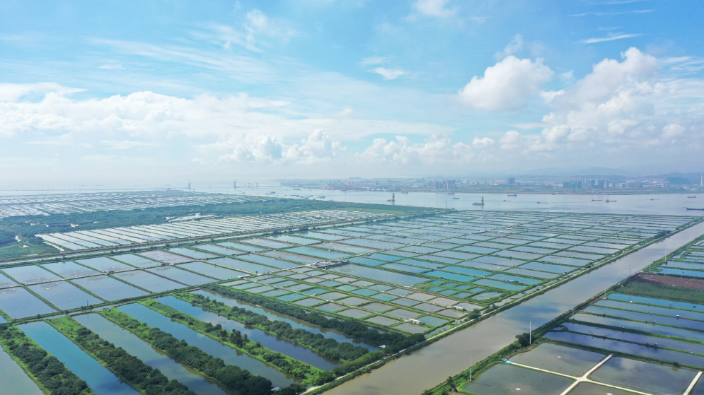 珠江口的藍色糧倉，重新定義中國鮮味