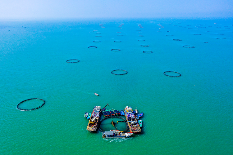 “圈養海鮮” “圈養海鮮”