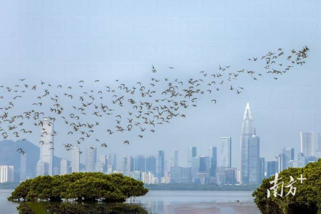 保護區內的候鳥。陳健平 攝 保護區內的候鳥。陳健平 攝