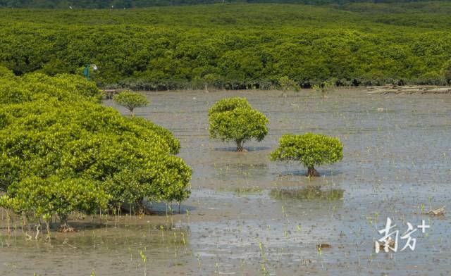 灘涂上的紅樹林 灘涂上的紅樹林