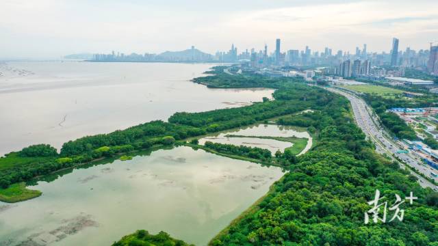 緊挨著城市CBD的福田紅樹林國家級自然保護區 緊挨著城市CBD的福田紅樹林國家級自然保護區
