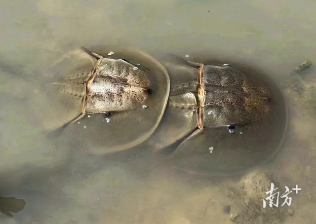 深圳河河口發現國家二級保護動物鱟 深圳河河口發現國家二級保護動物鱟