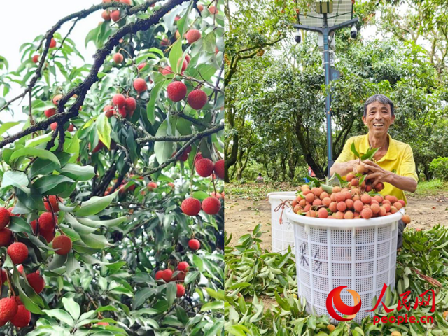 2025年5月,在廣東茂名高州市根子鎮貢園,荔枝豐收,農戶喜笑顏開。人民網 涂勝攝 2025年5月,在廣東茂名高州市根子鎮貢園,荔枝豐收,農戶喜笑顏開。人民網 涂勝攝