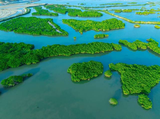 20年來，通過生態保護，湛江紅樹林保護區的鳥類和底棲生物都越來越多，紅樹林面積也逐漸增大。（藍東旭 攝）