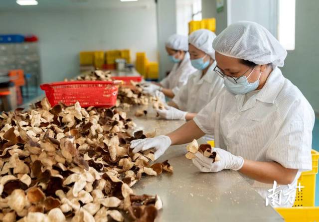 江門新會陳皮 江門新會陳皮