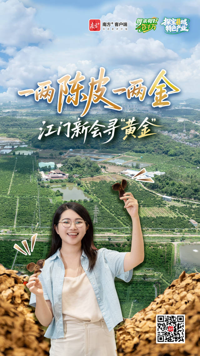 產值近280億元,江門新會陳皮為何貴如“黃金”? 產值近280億元,江門新會陳皮為何貴如“黃金”?