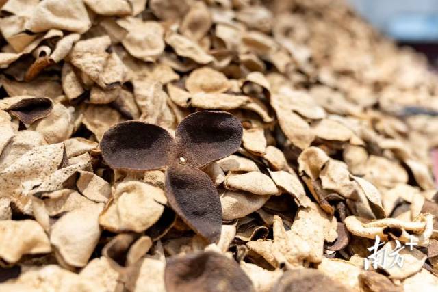 江門新會陳皮 江門新會陳皮