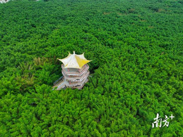 肇慶廣寧竹資源豐富，有108萬畝竹林。&nbsp;