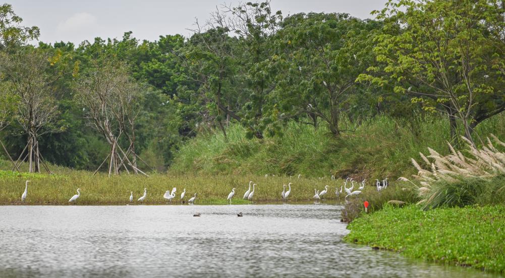 9月28日,鳥兒棲息在廣州南沙濕地。 9月28日,鳥兒棲息在廣州南沙濕地。
