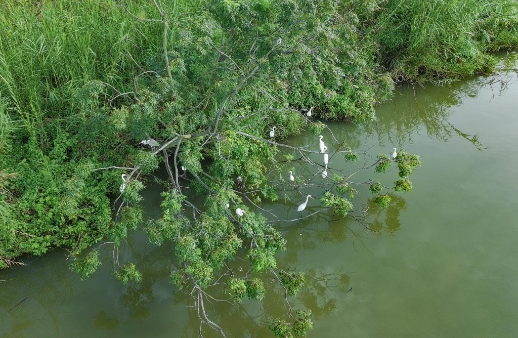 9月28日,鳥兒棲息在廣州南沙濕地(無人機照片)。 9月28日,鳥兒棲息在廣州南沙濕地(無人機照片)。