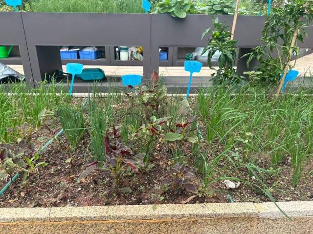 圖:養(yǎng)老機構(gòu)為老人準備的菜園，攝/李金萍