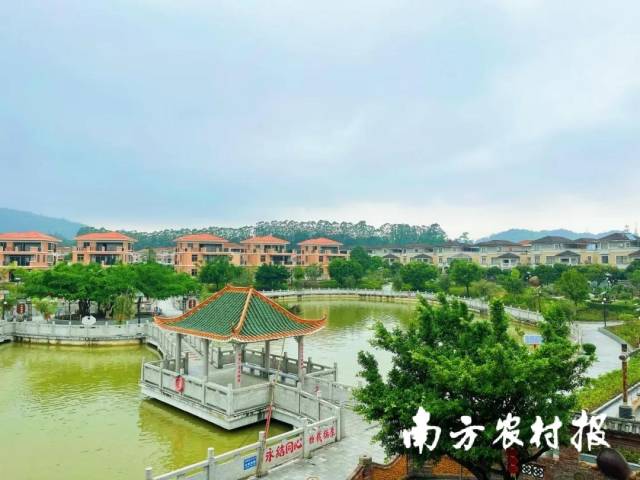 村集體經濟收入的增長,令江門奇榜村年終分紅超6000萬元。 村集體經濟收入的增長,令江門奇榜村年終分紅超6000萬元。