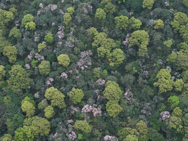 建設梧桐山-紅花嶺深港生態廊道 建設梧桐山-紅花嶺深港生態廊道