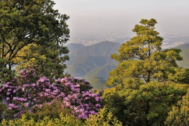 建設梧桐山-紅花嶺深港生態廊道 建設梧桐山-紅花嶺深港生態廊道